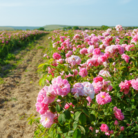 Rose Centifolia Absolute
