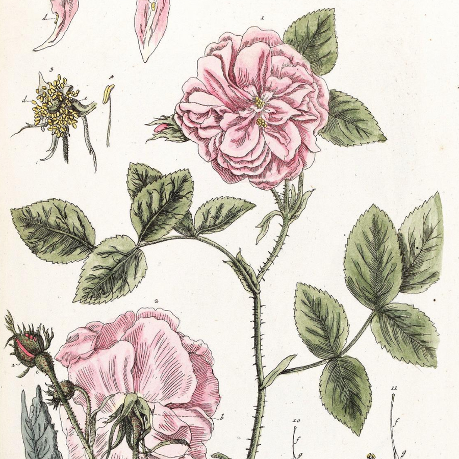 Rose Damask Absolute