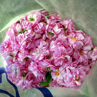 Rose Damask Absolute