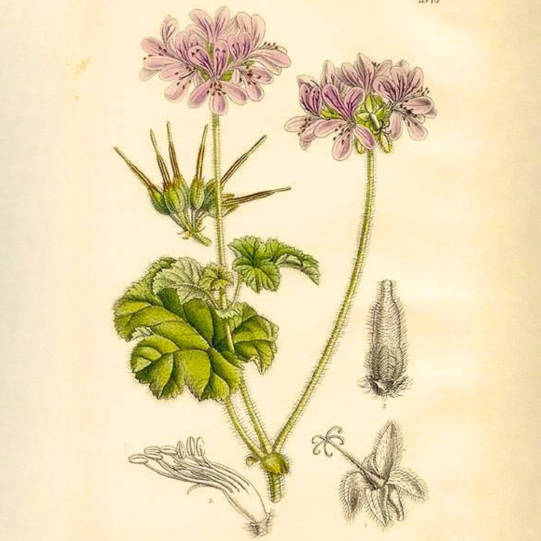 Geranium, Rose Cape Essential Oil