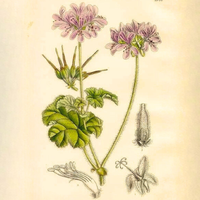 Geranium, Rose Cape Essential Oil