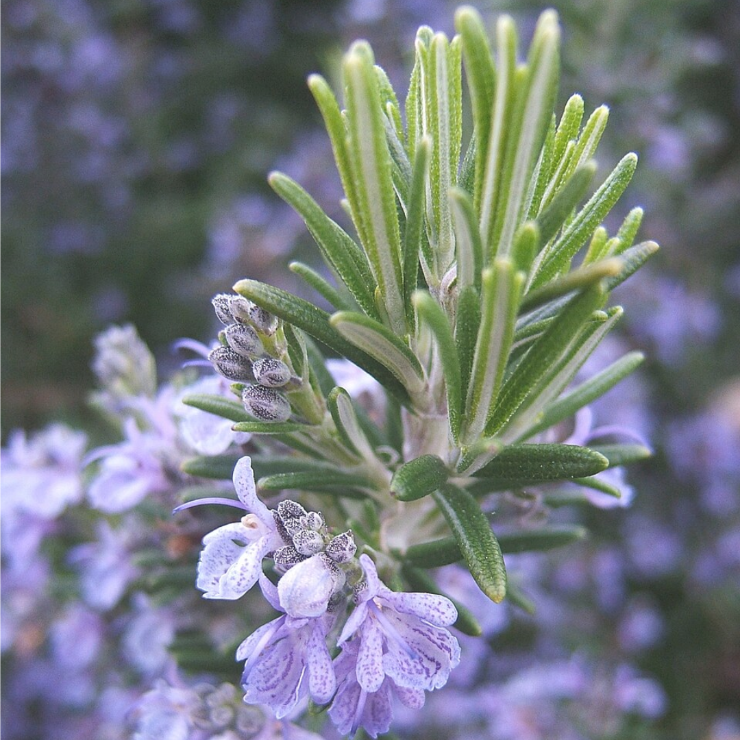 Rosemary plant with blue flowers for Spanish Rosemary essential oil