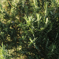 Rosemary Essential Oil
