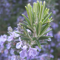 Rosemary Essential Oil