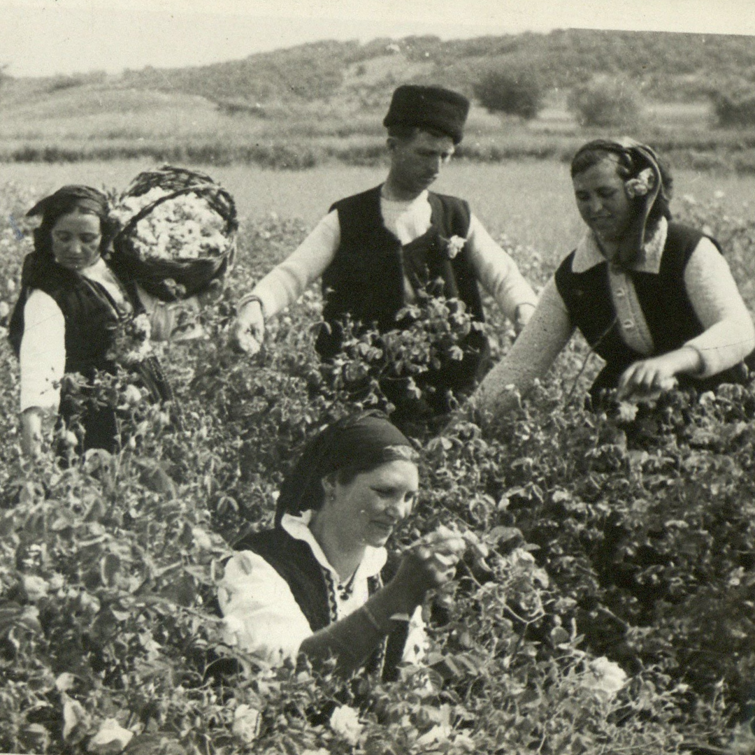 Rose Otto