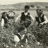 Rose Otto, essential oil for perfumery | The Parfum Apothecary