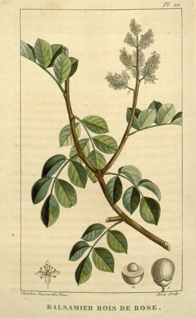 Rosewood Essential Oil