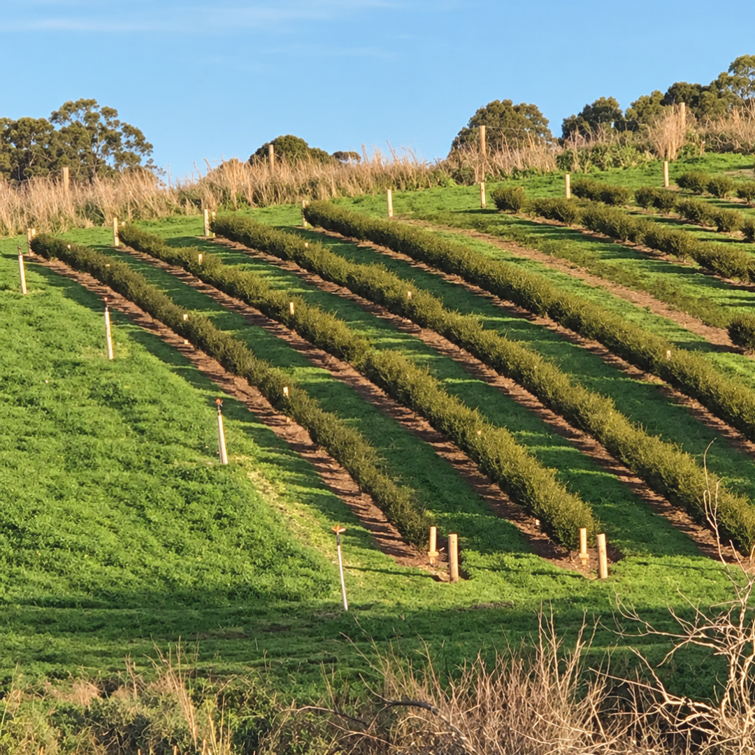 Rows of boronia plants on a green hillside plantation under blue sky