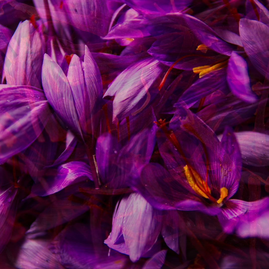 Saffron Accord