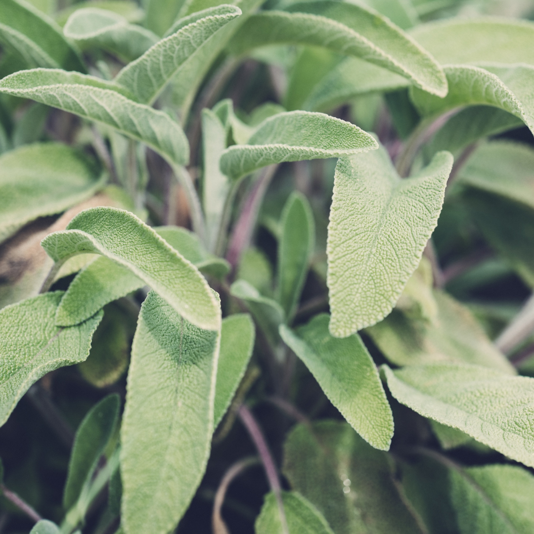 Sage Essential Oil