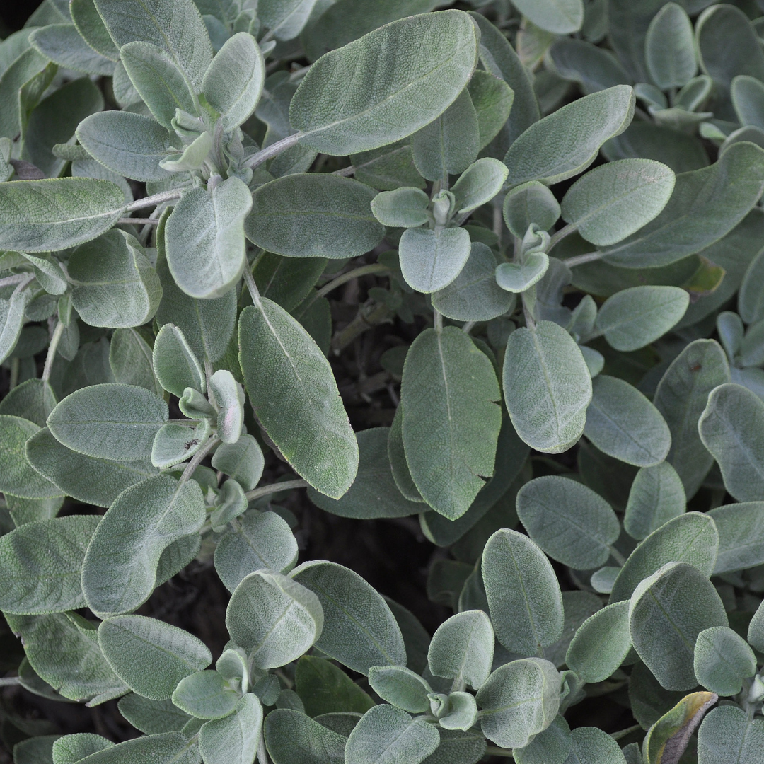 Sage, White (Dried)