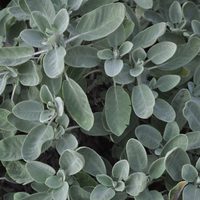 Sage, White (Dried)