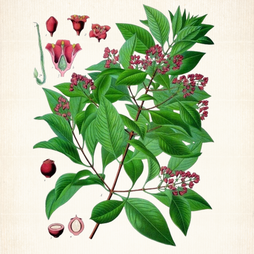 Sandalwood Album Essential Oil