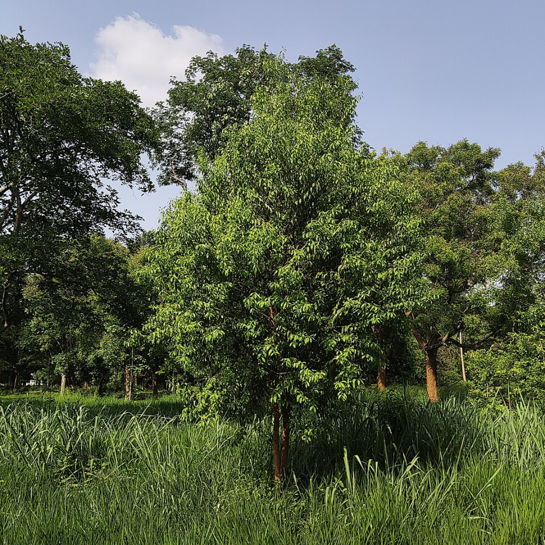 Sandalwood Album Essential Oil (Indian)