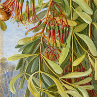 Sandalwood, Australian Essential Oil