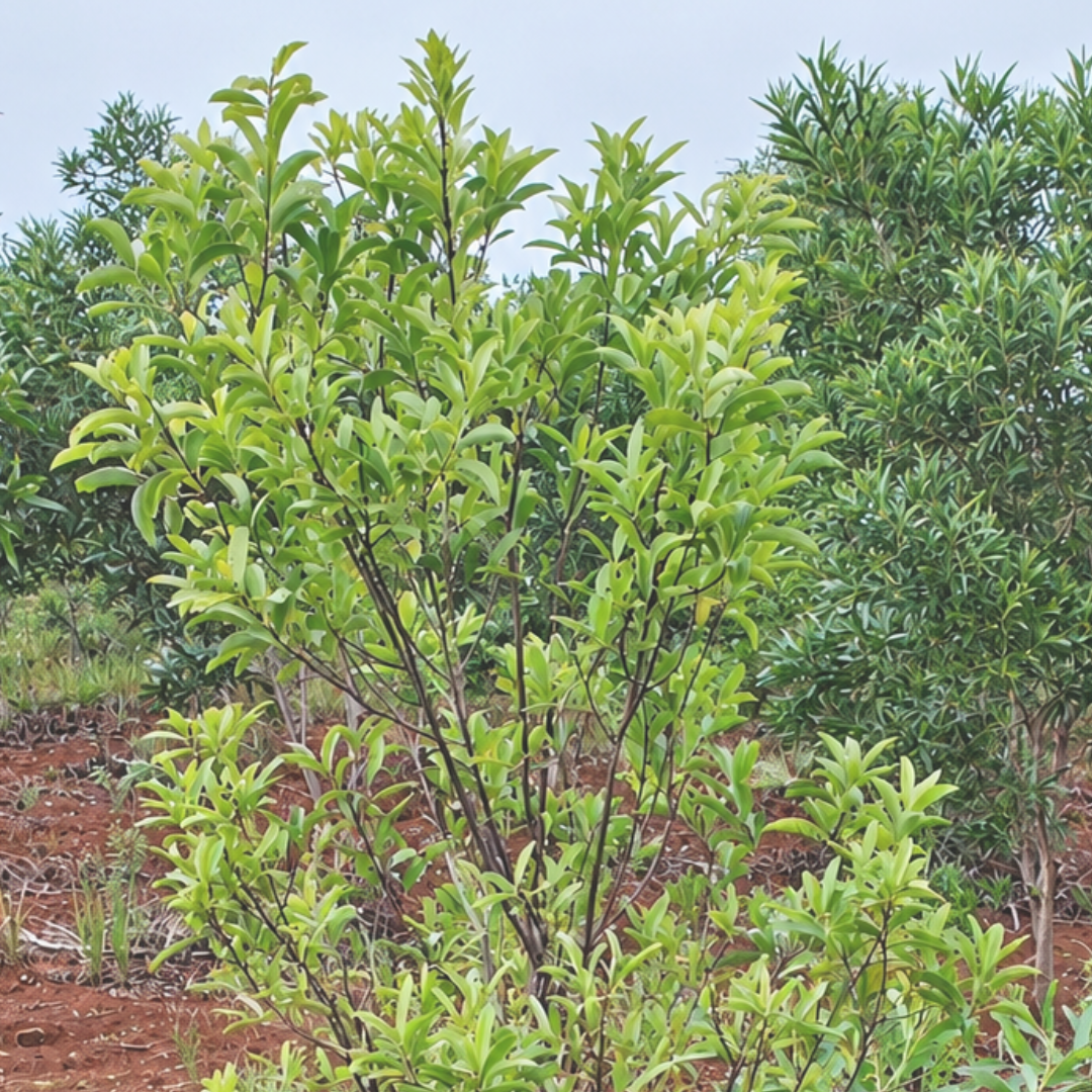 Sandalwood, New Caledonian Essential Oil