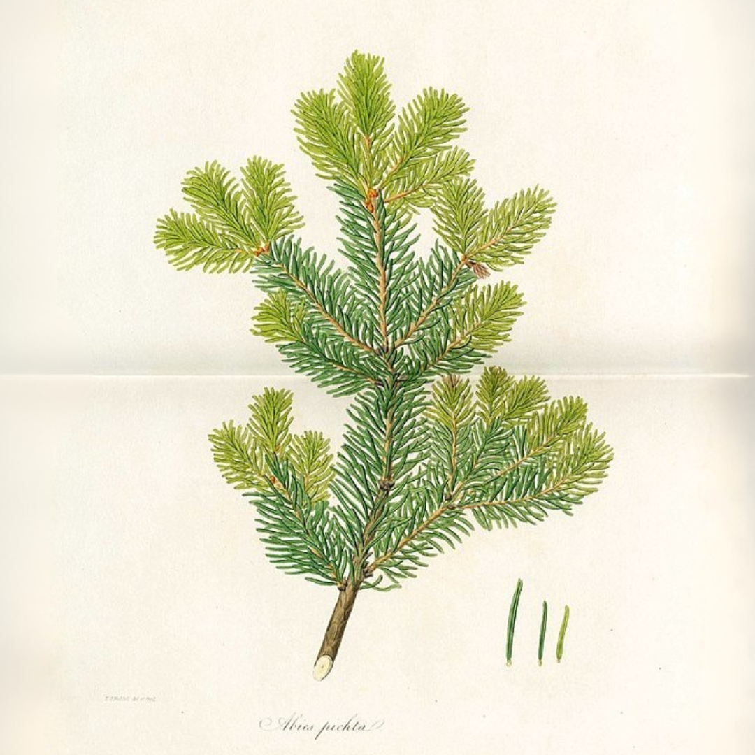 Siberian Fir Essential Oil