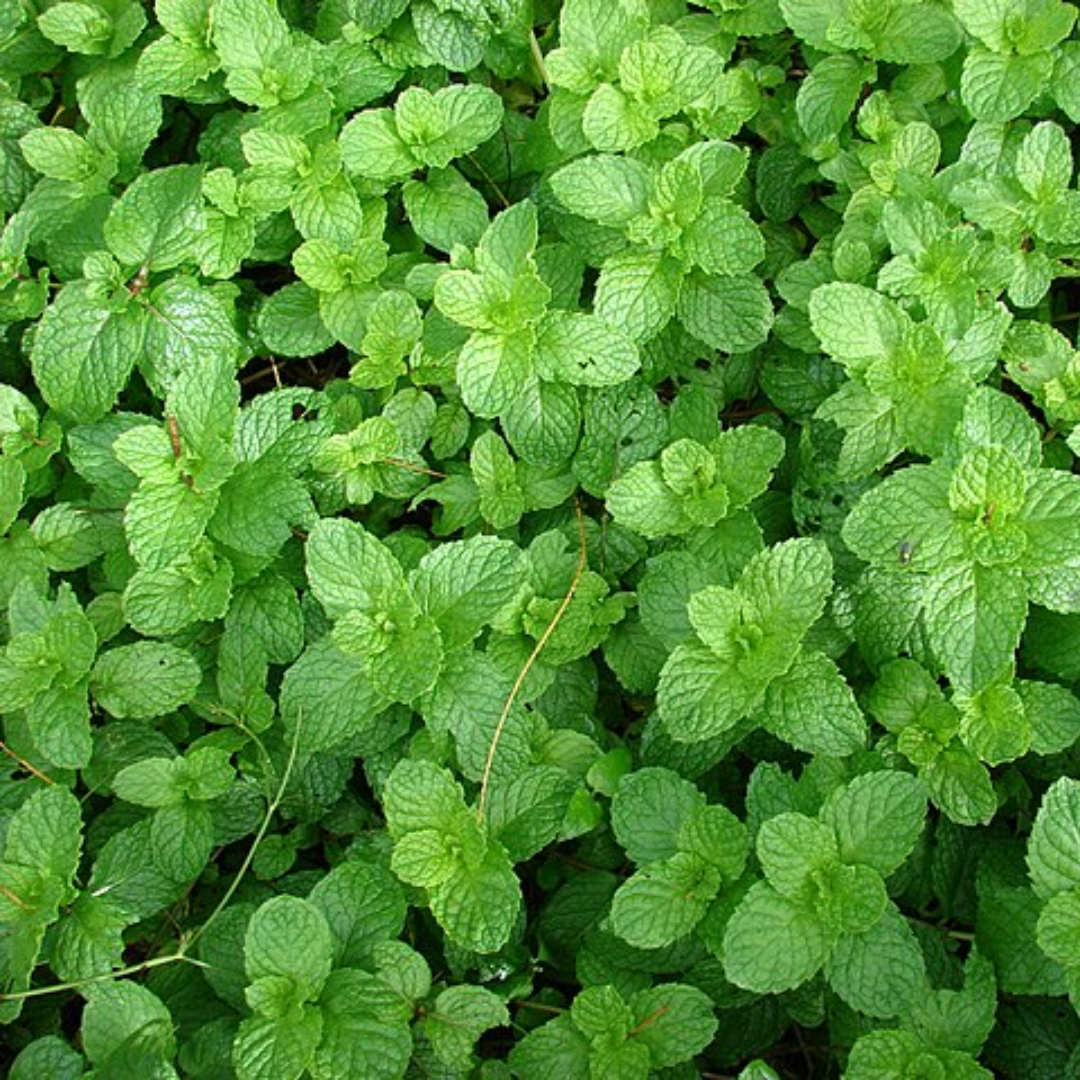 Spearmint Essential Oil