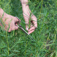 Tarragon Essential Oil