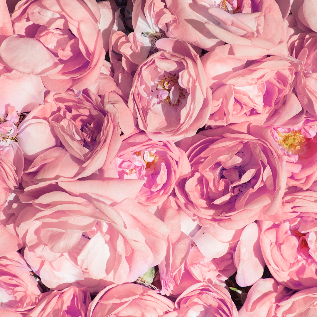 Rose, Tea Accord