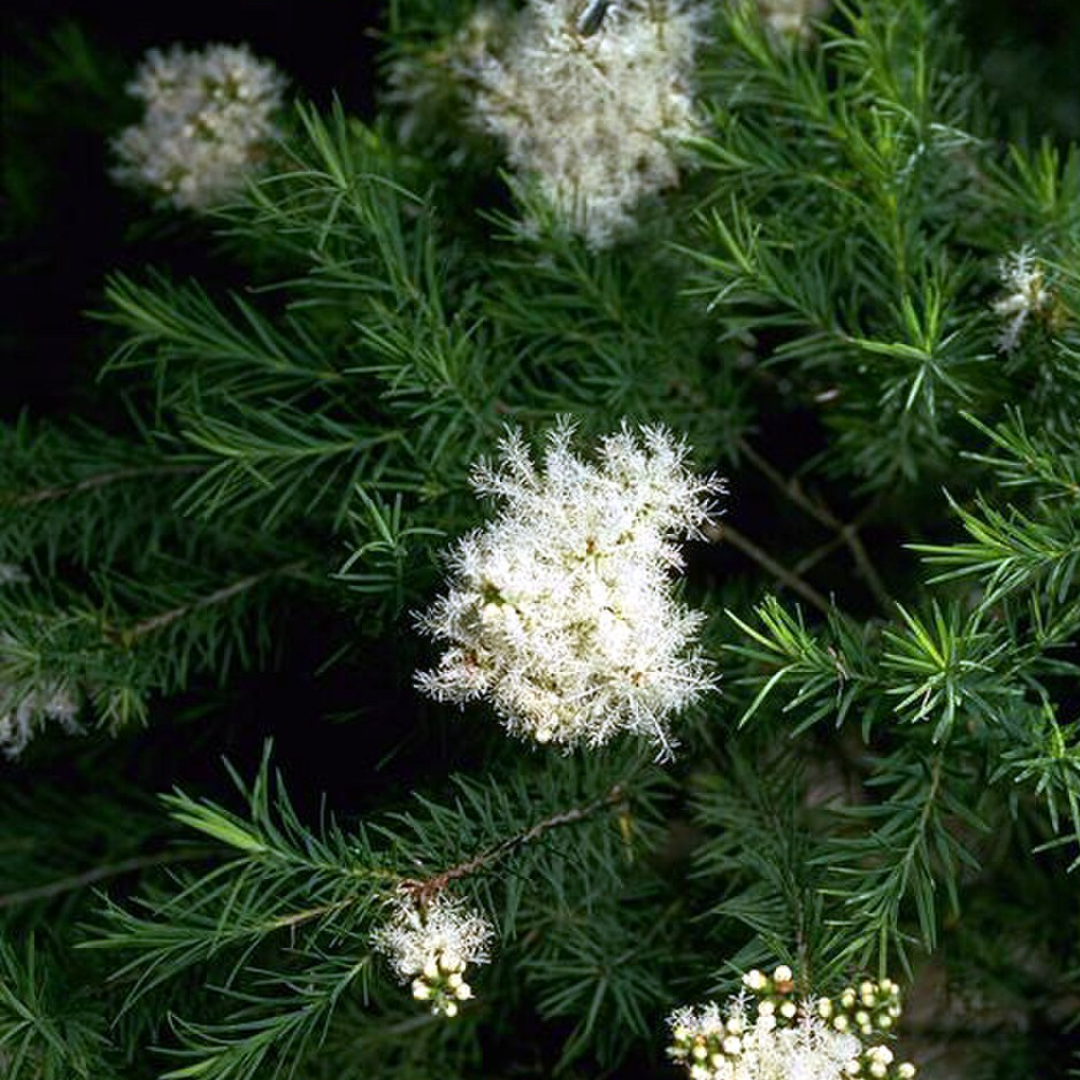 Tea Tree Essential Oil