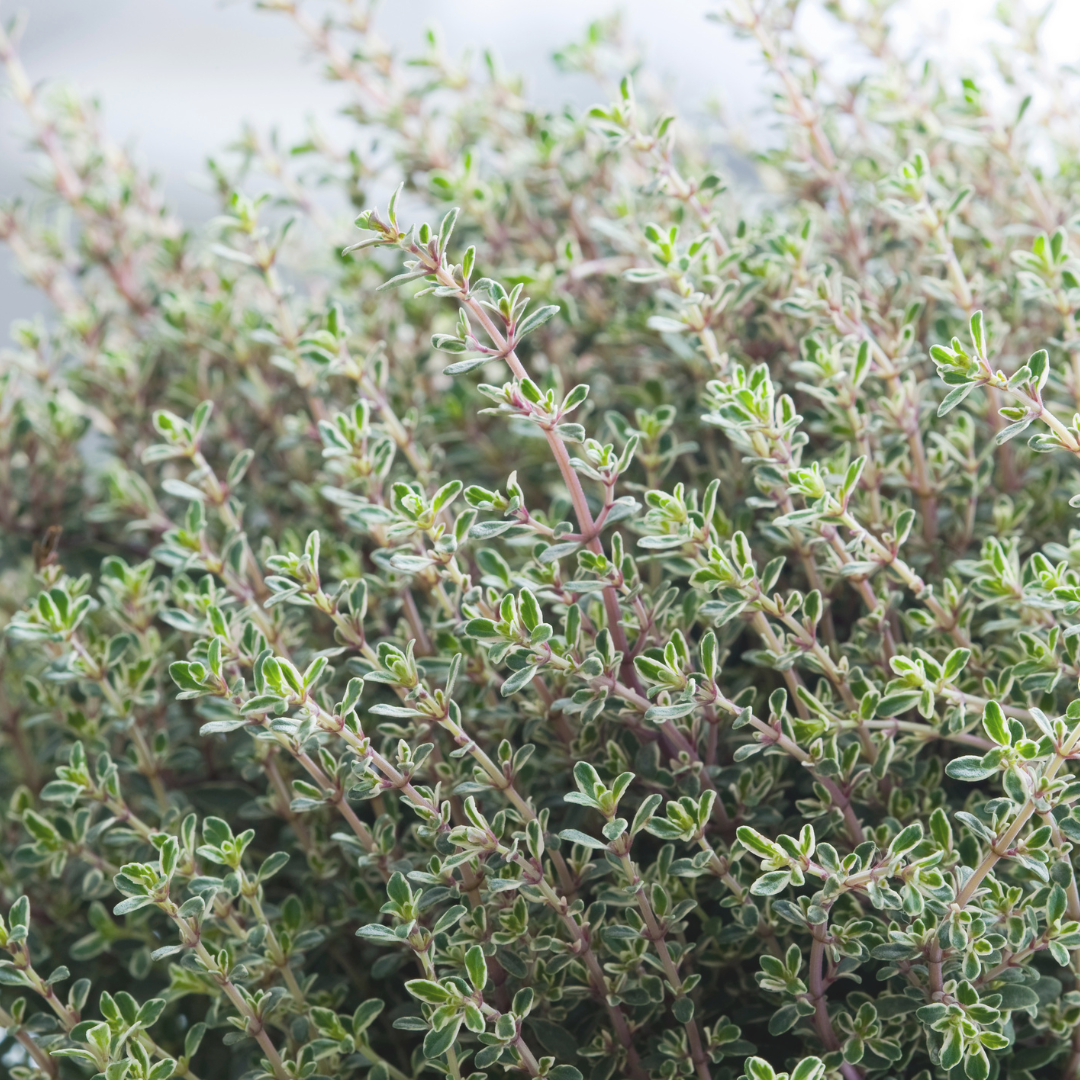 Thyme, White Essential Oil