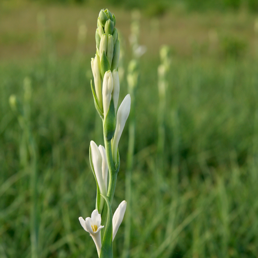 Tuberose Absolute Accord
