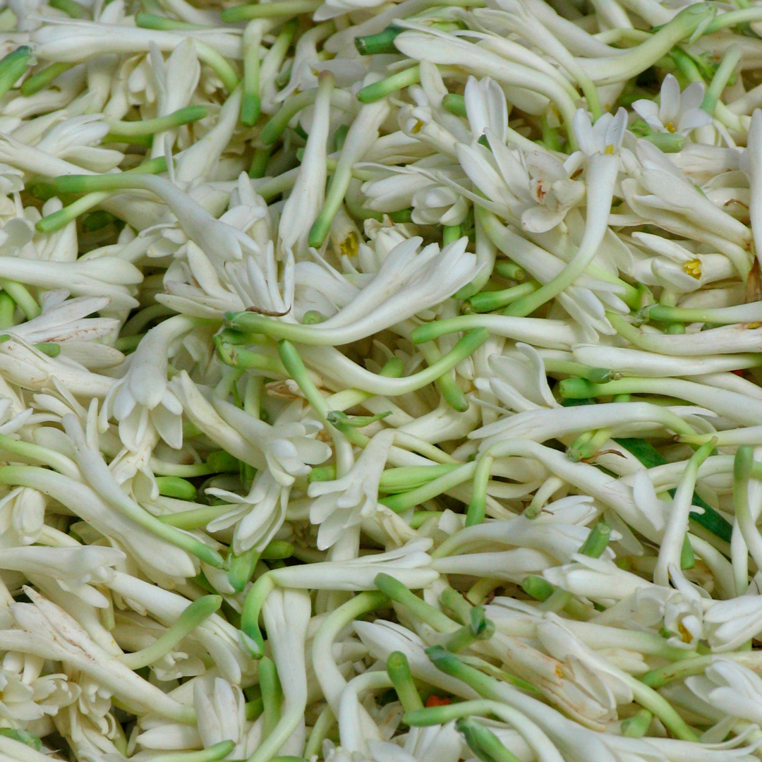 Tuberose Absolute Accord