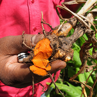 Turmeric Root Essential Oil