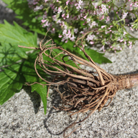Valerian Root (Dried)