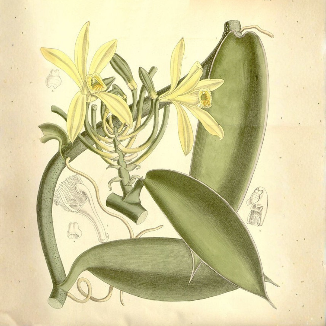 Vanilla, 5-Fold Extract