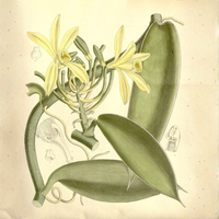 Vanilla, 5-Fold Extract