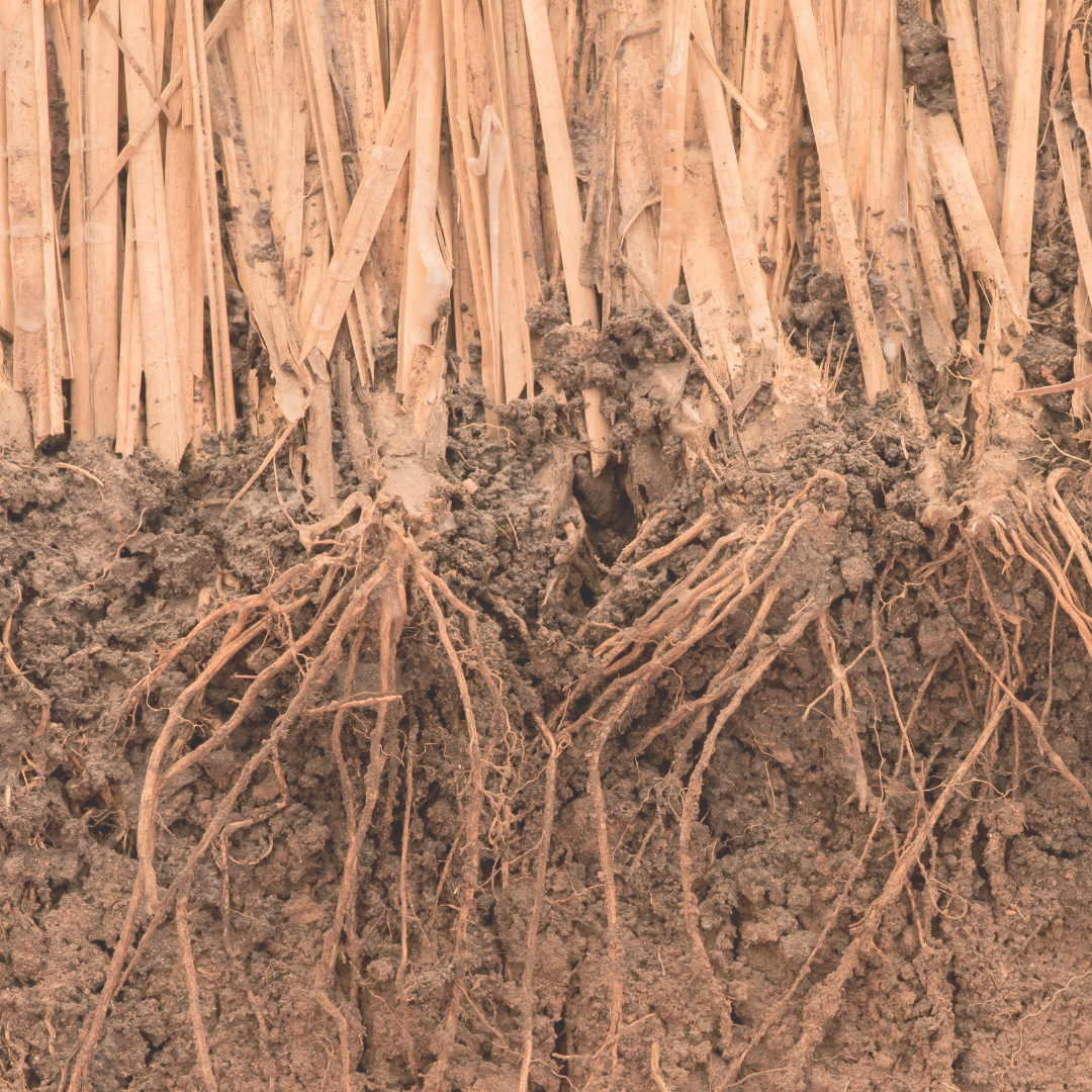 Vetiver Essential Oil