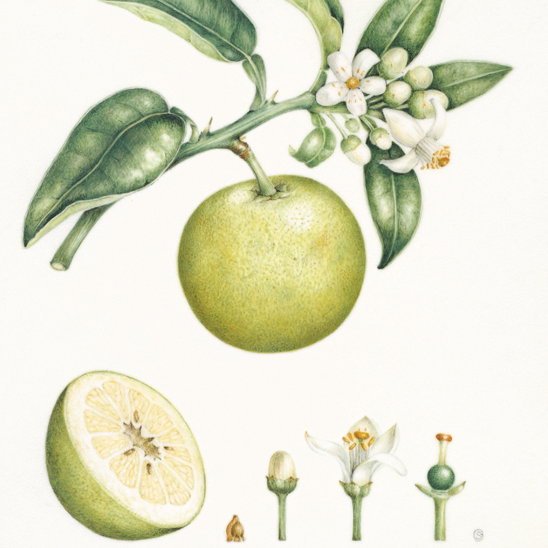 Vintage botanical illustration of white grapefruit with leaves and blossoms