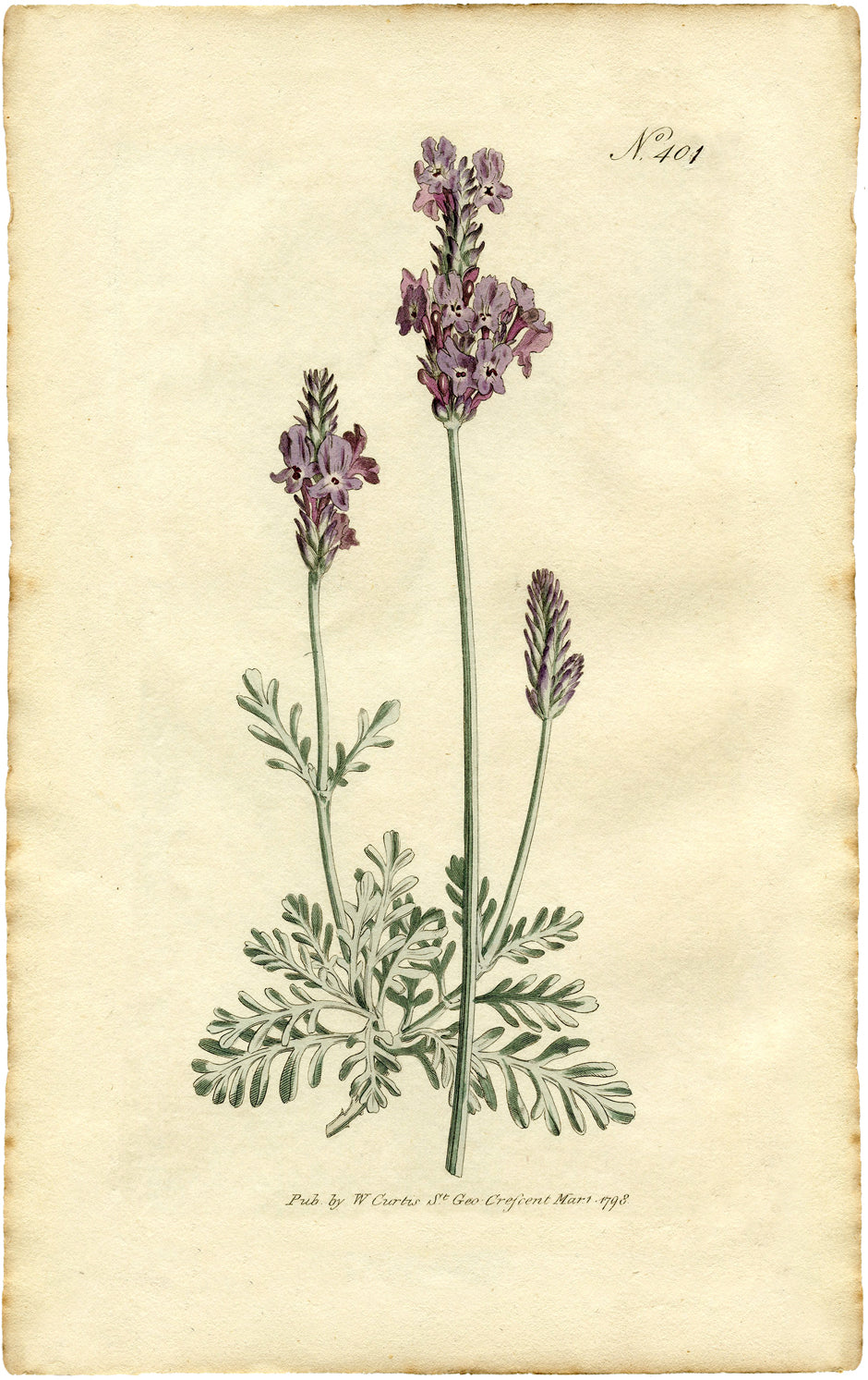 Vintage botanical print of a lavandin plant with purple flower spikes