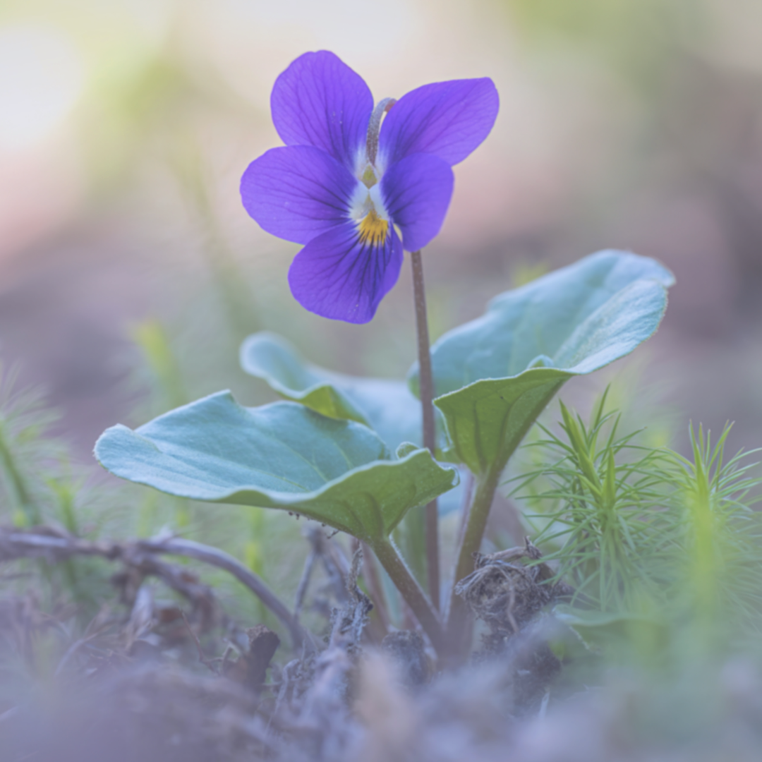 Violet Accord