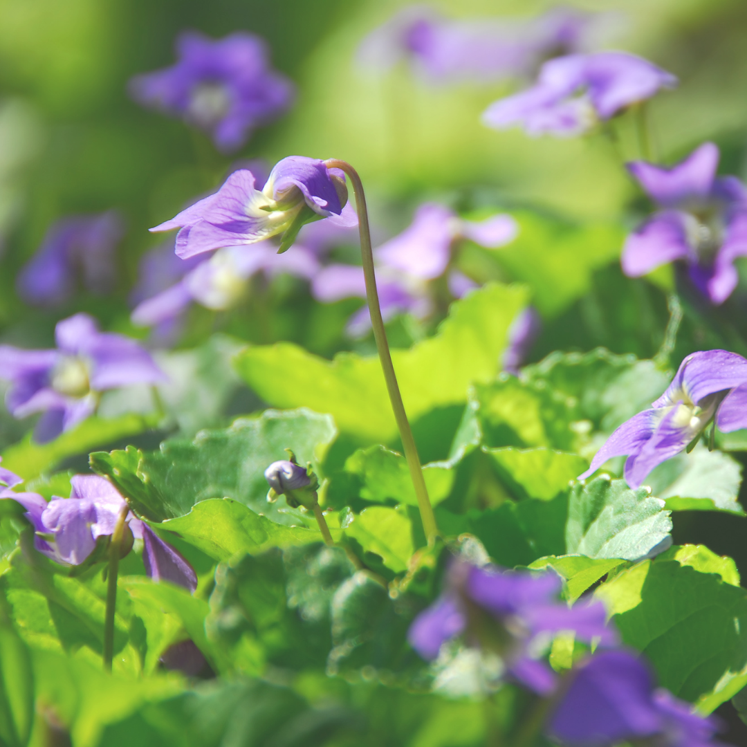 Violet Leaf Absolute