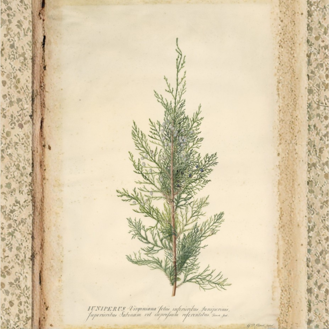 Cedarwood, Virginian Essential Oil