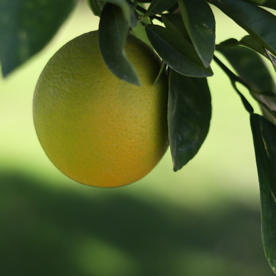 White grapefruit ripening on the tree among green leaves