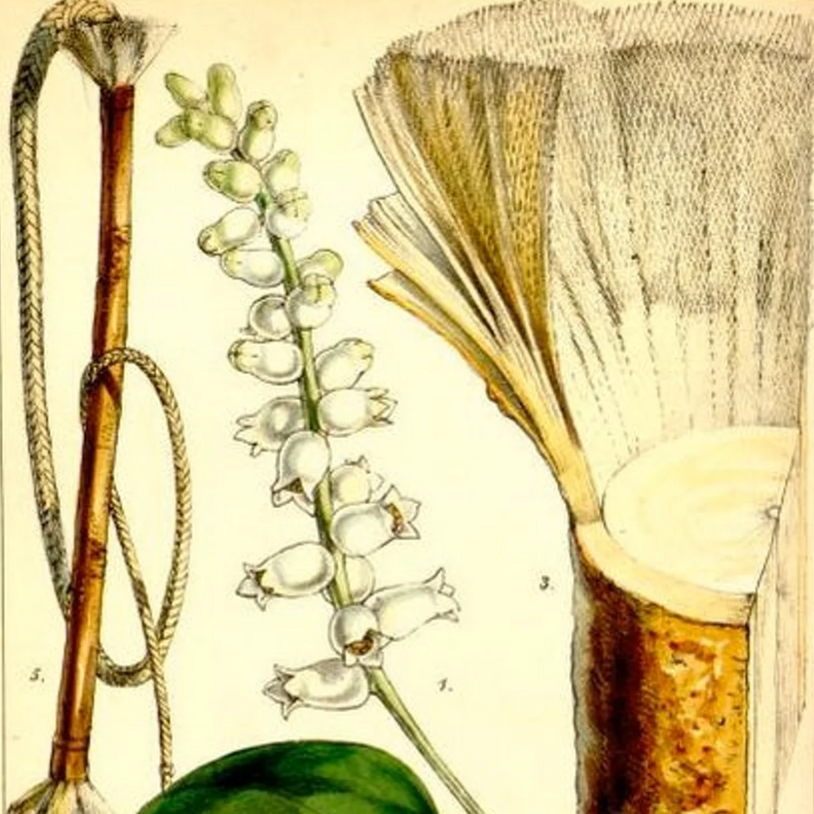 White Oud Essential Oil
