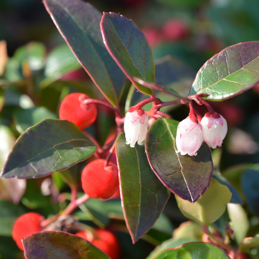 Wintergreen, Himalayan Essential Oil