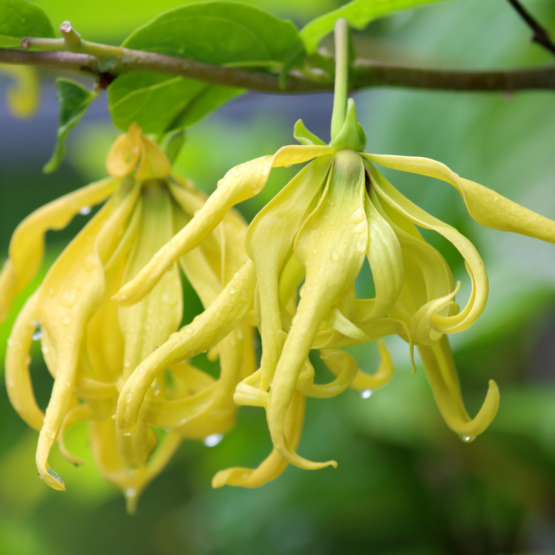 Yellow cananga flowers hanging from the tree, the source of Cananga essential oil