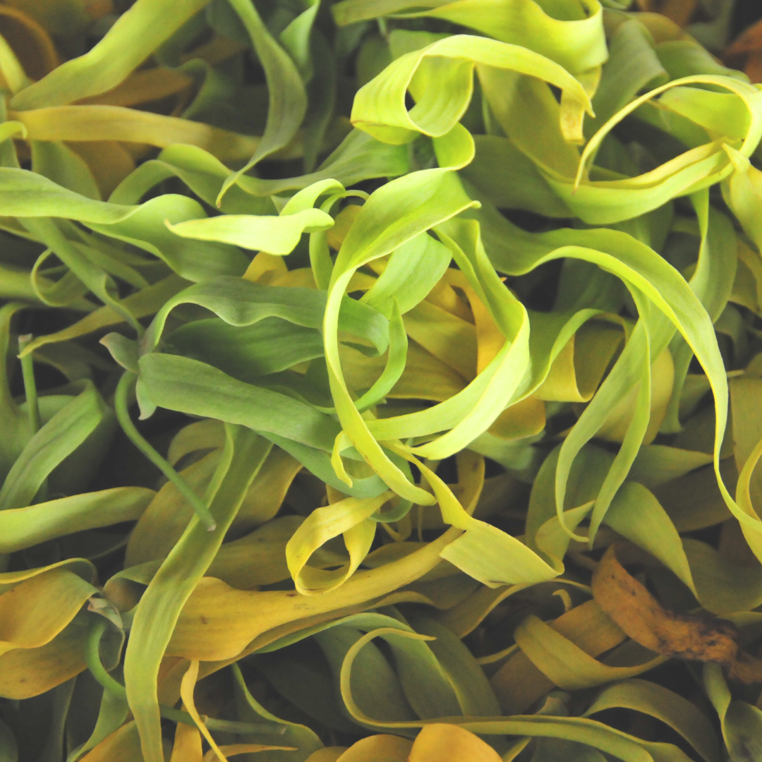 Ylang ylang flowers close-up, the source of Ylang Ylang Complete essential oil