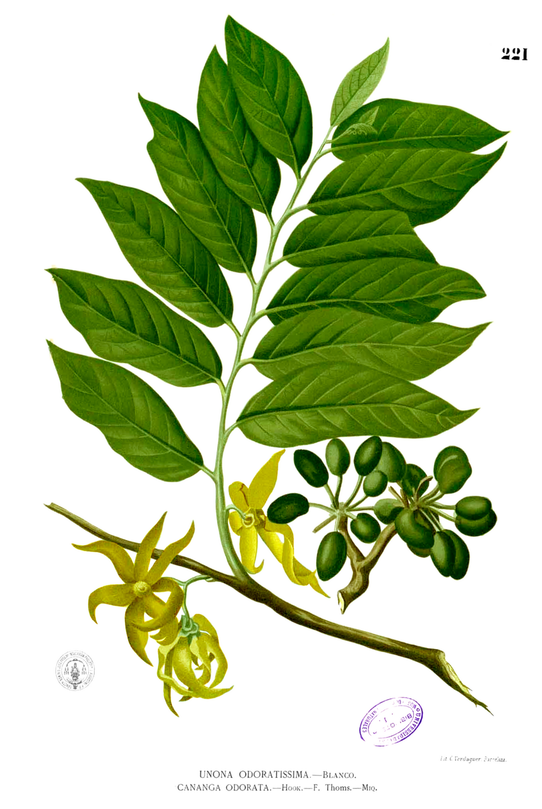 Ylang Ylang (Complete) Essential Oil
