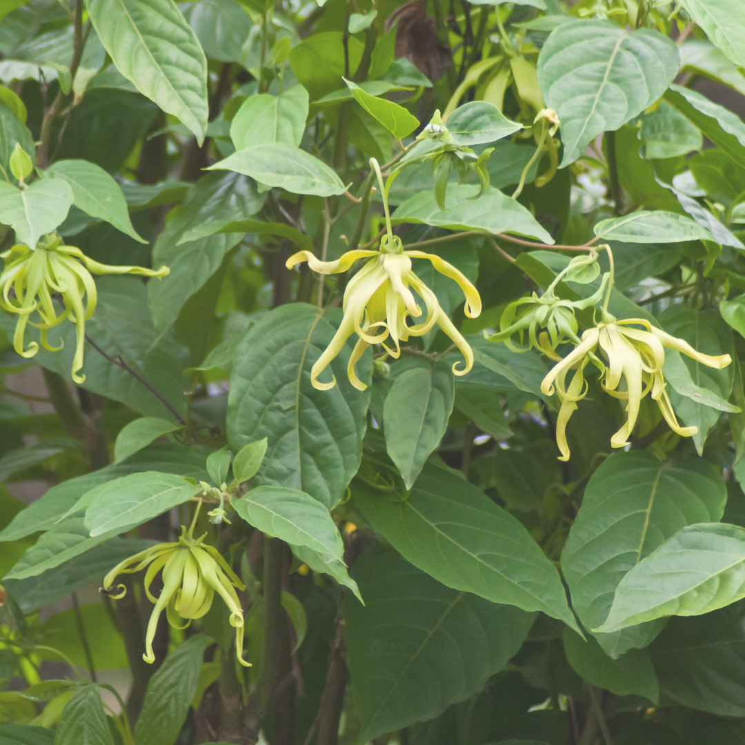 Ylang Ylang, 2nd Essential Oil (Indonesian)