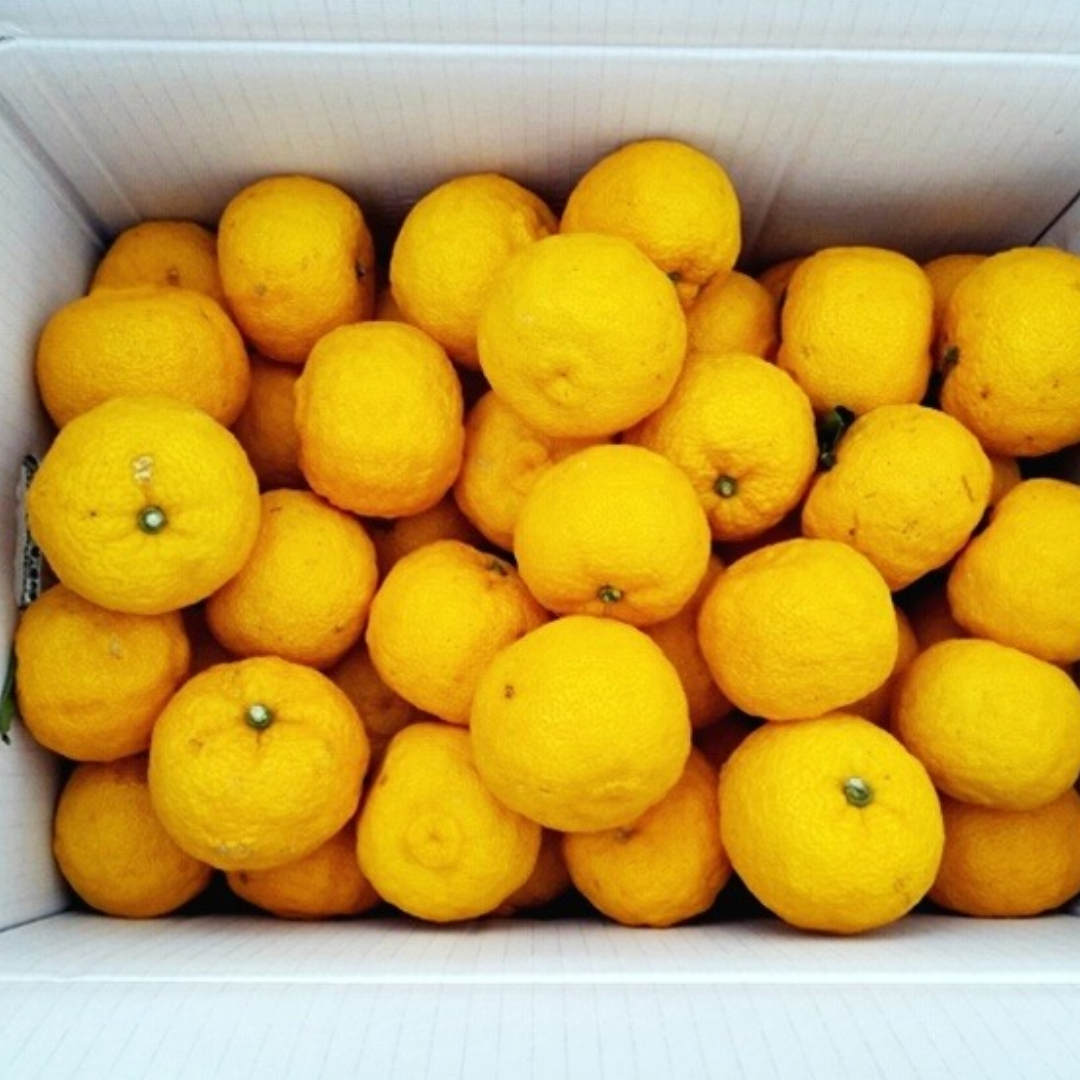 Yuzu (Yuja) Essential Oil