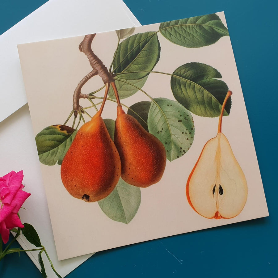 Pears Vintage Botanical Illustration