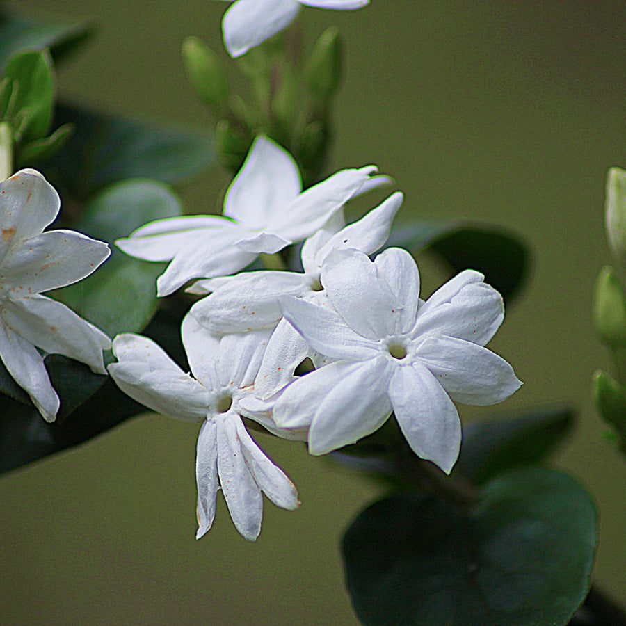 Jasmine Incense - THE PARFUM APOTHECARY